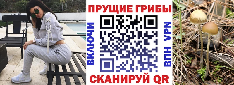 Псилоцибиновые грибы Cubensis Майкоп